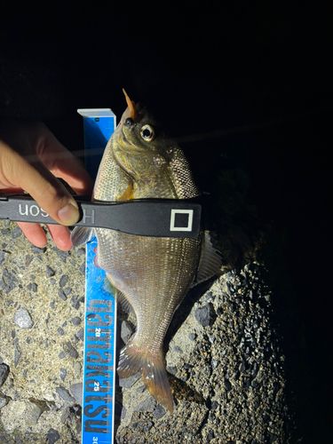 ウミタナゴの釣果