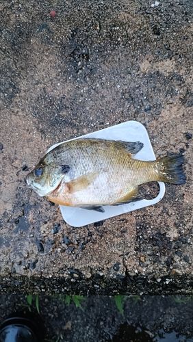 ブルーギルの釣果