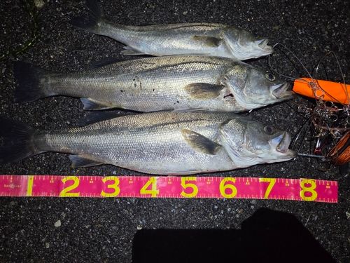 マルスズキの釣果