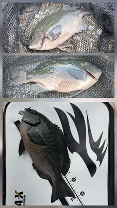 メジナの釣果