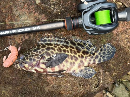 イシミーバイの釣果