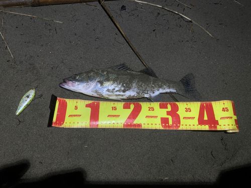 スズキの釣果