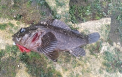 ムラソイの釣果