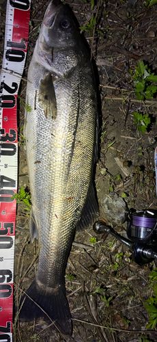 シーバスの釣果