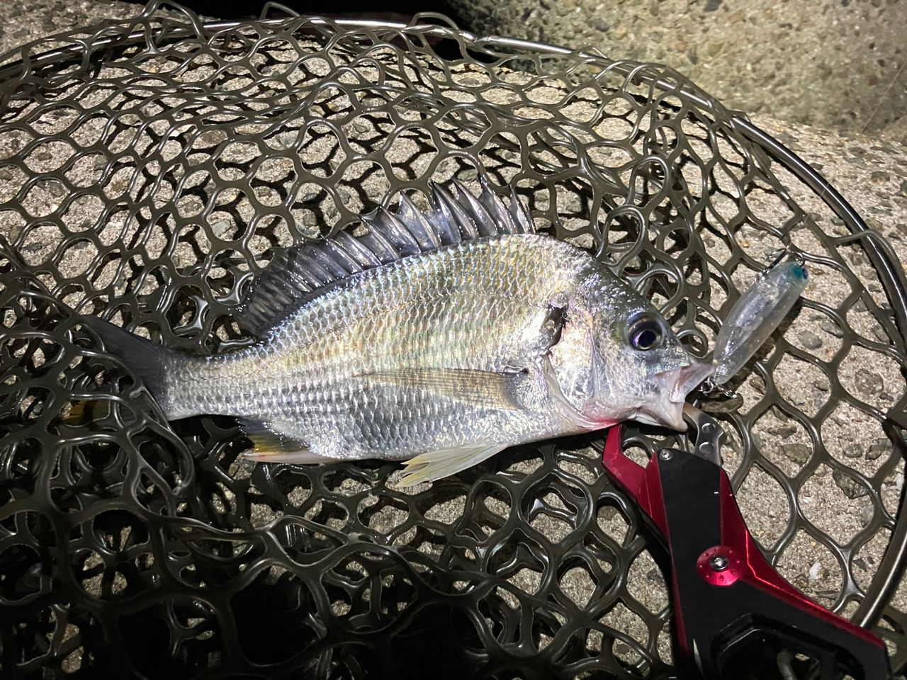 キビレの釣果写真