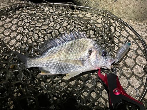 キビレの釣果