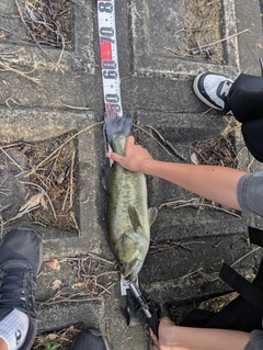 ブラックバスの釣果