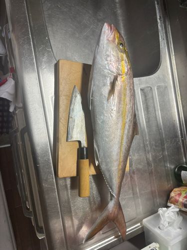 ネリゴの釣果
