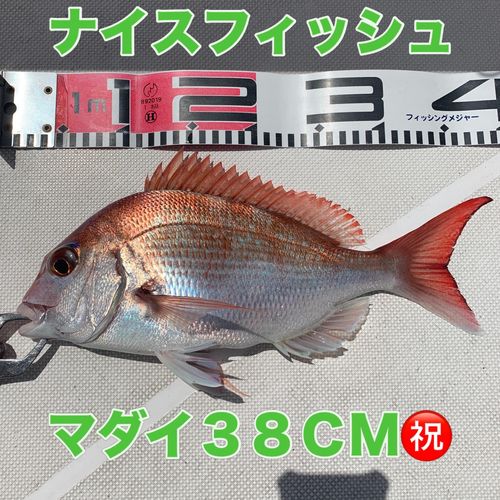 マダイの釣果