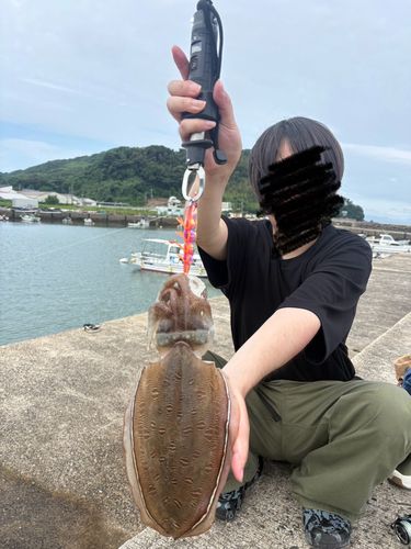 コウイカの釣果