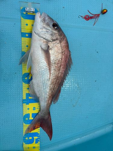 タイの釣果