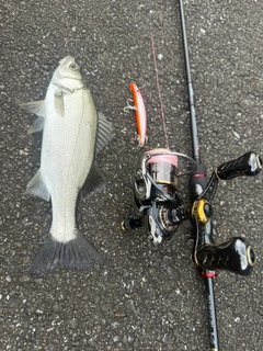 セイゴ（ヒラスズキ）の釣果