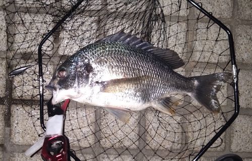 キビレの釣果