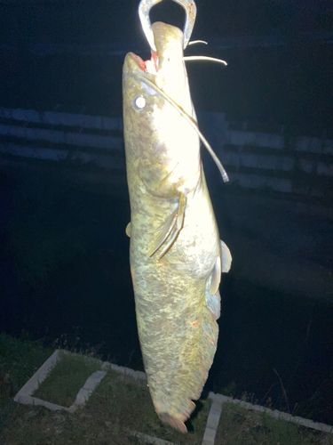 ナマズの釣果