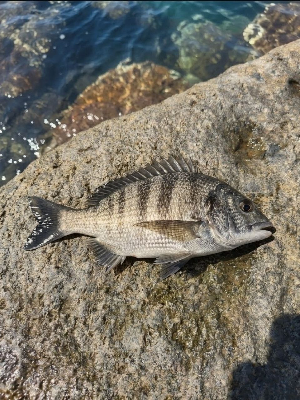 チヌの釣果写真