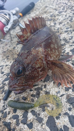 カサゴの釣果