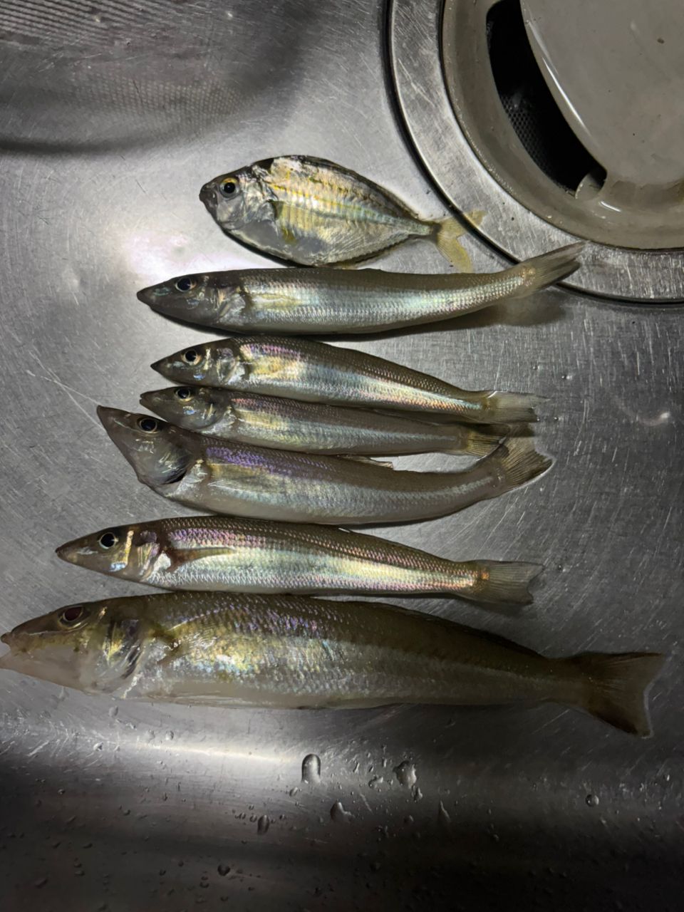 シロギスの釣果写真