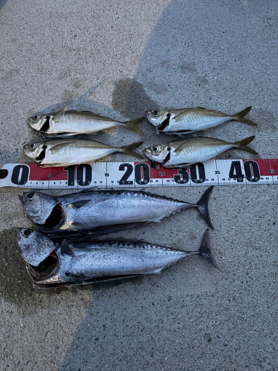 カツオの釣果写真