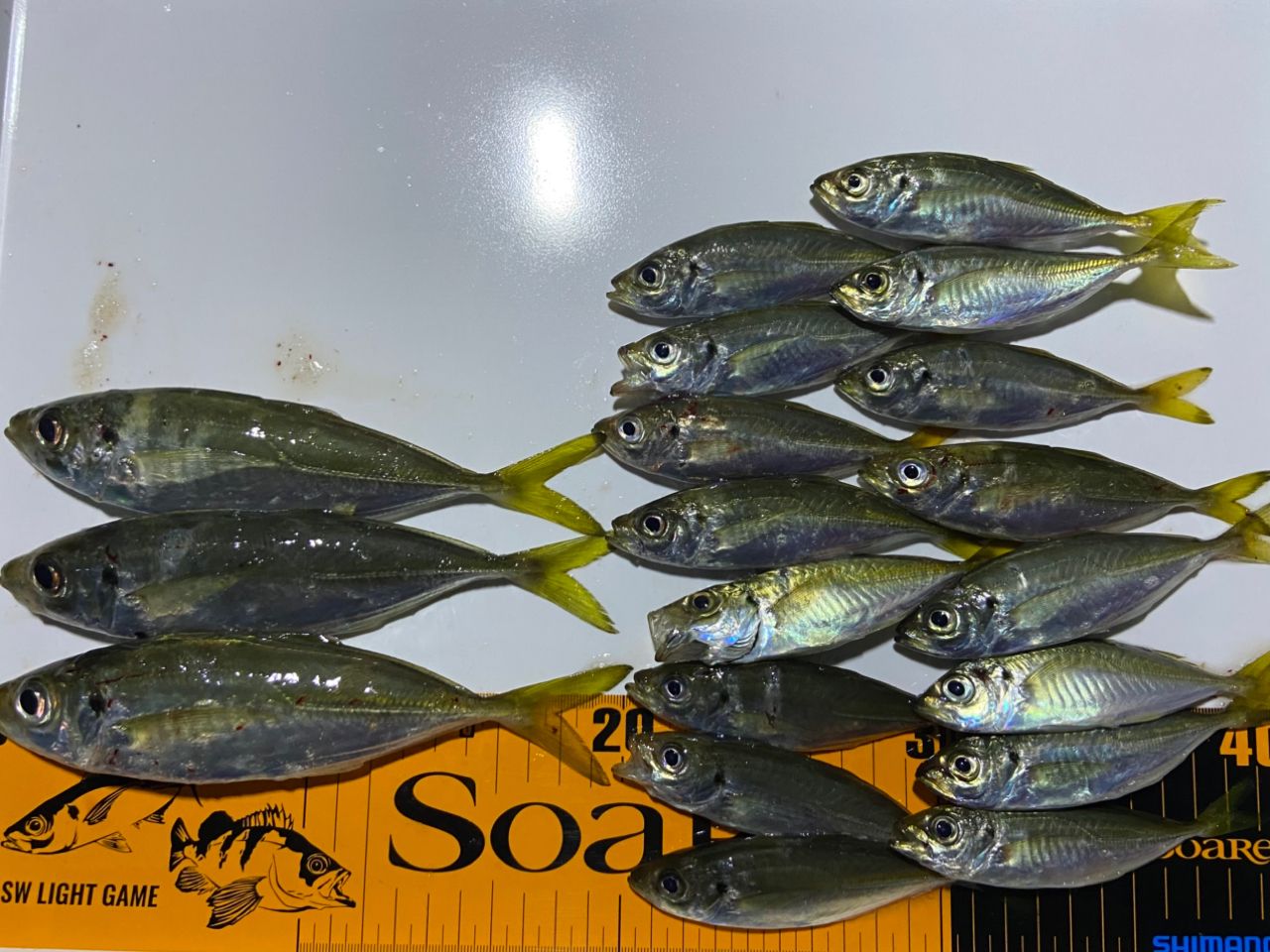アジの釣果写真