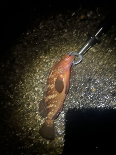 キジハタの釣果