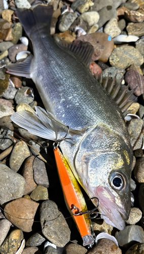 セイゴ（マルスズキ）の釣果