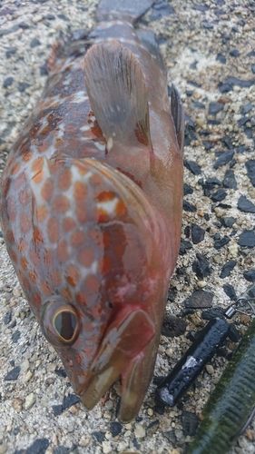 キジハタの釣果