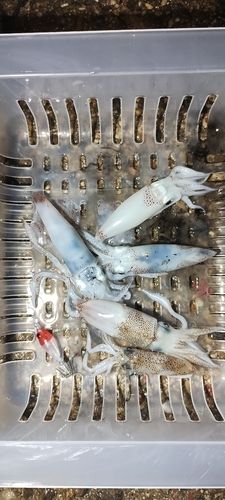 ヒイカの釣果