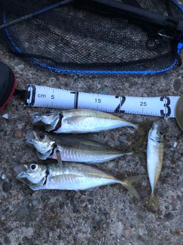アジの釣果