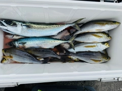 イサキの釣果