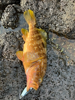 キジハタの釣果