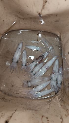 ヒイカの釣果