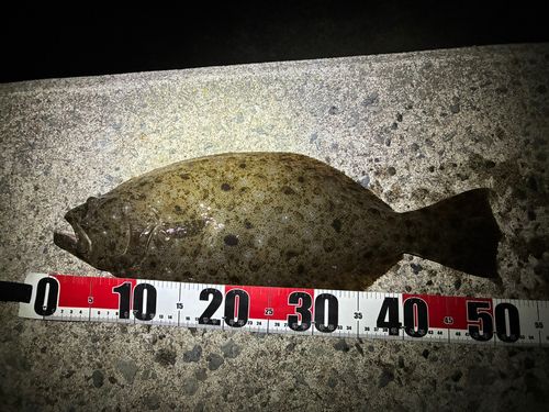 ヒラメの釣果