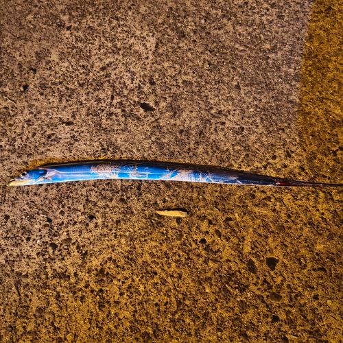 タチウオの釣果