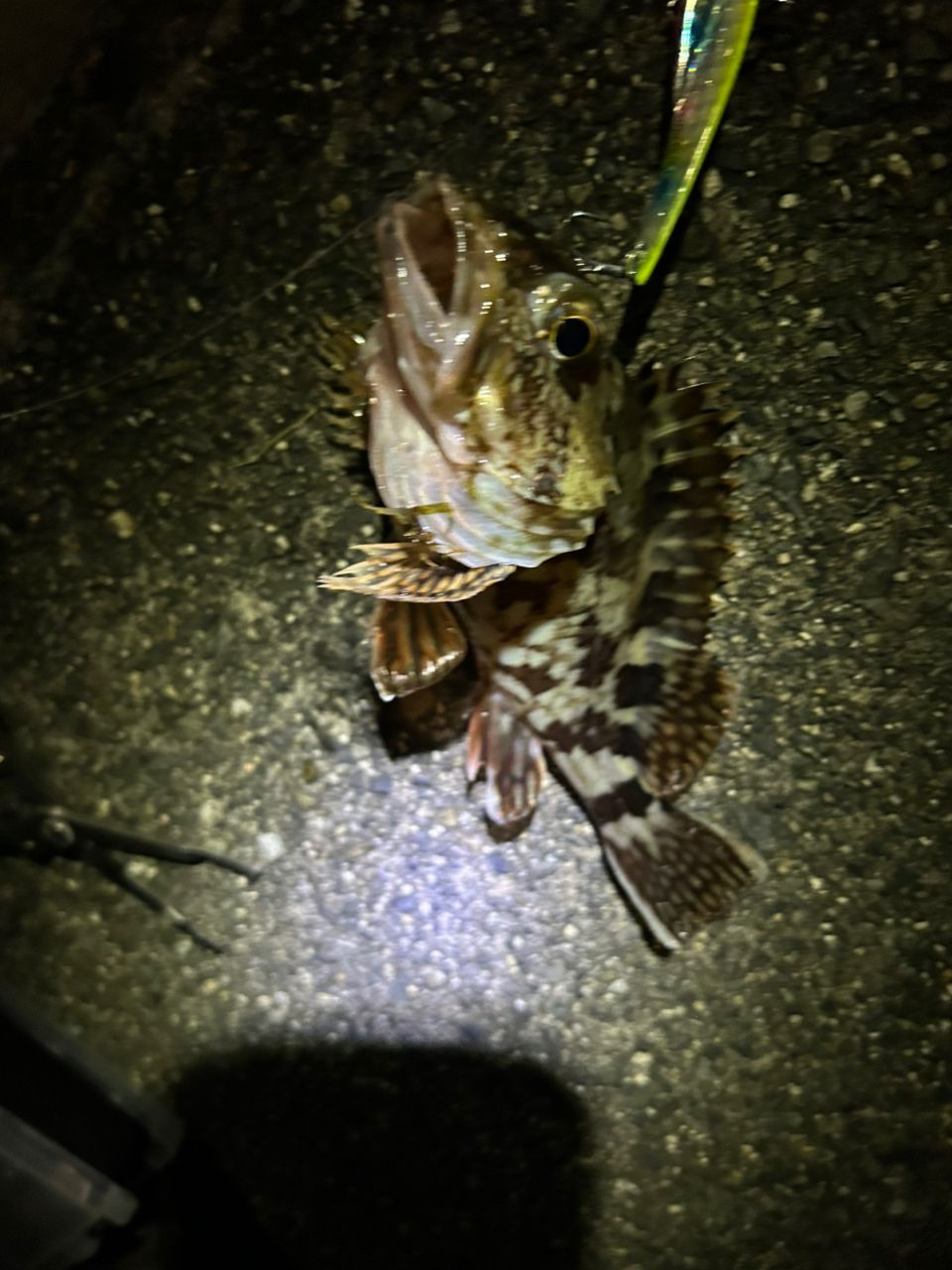 カサゴの釣果写真