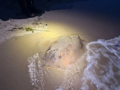 アカエイの釣果