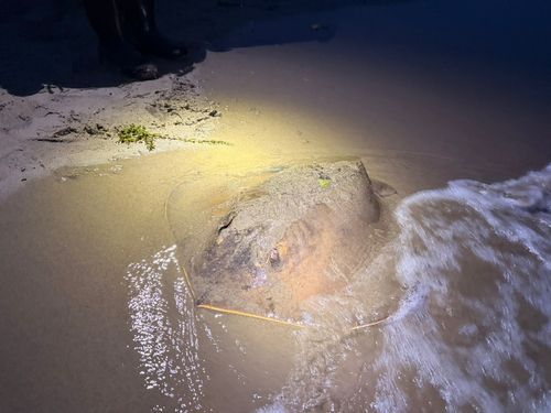 アカエイの釣果