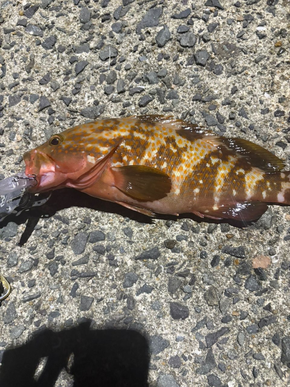 キジハタの釣果写真