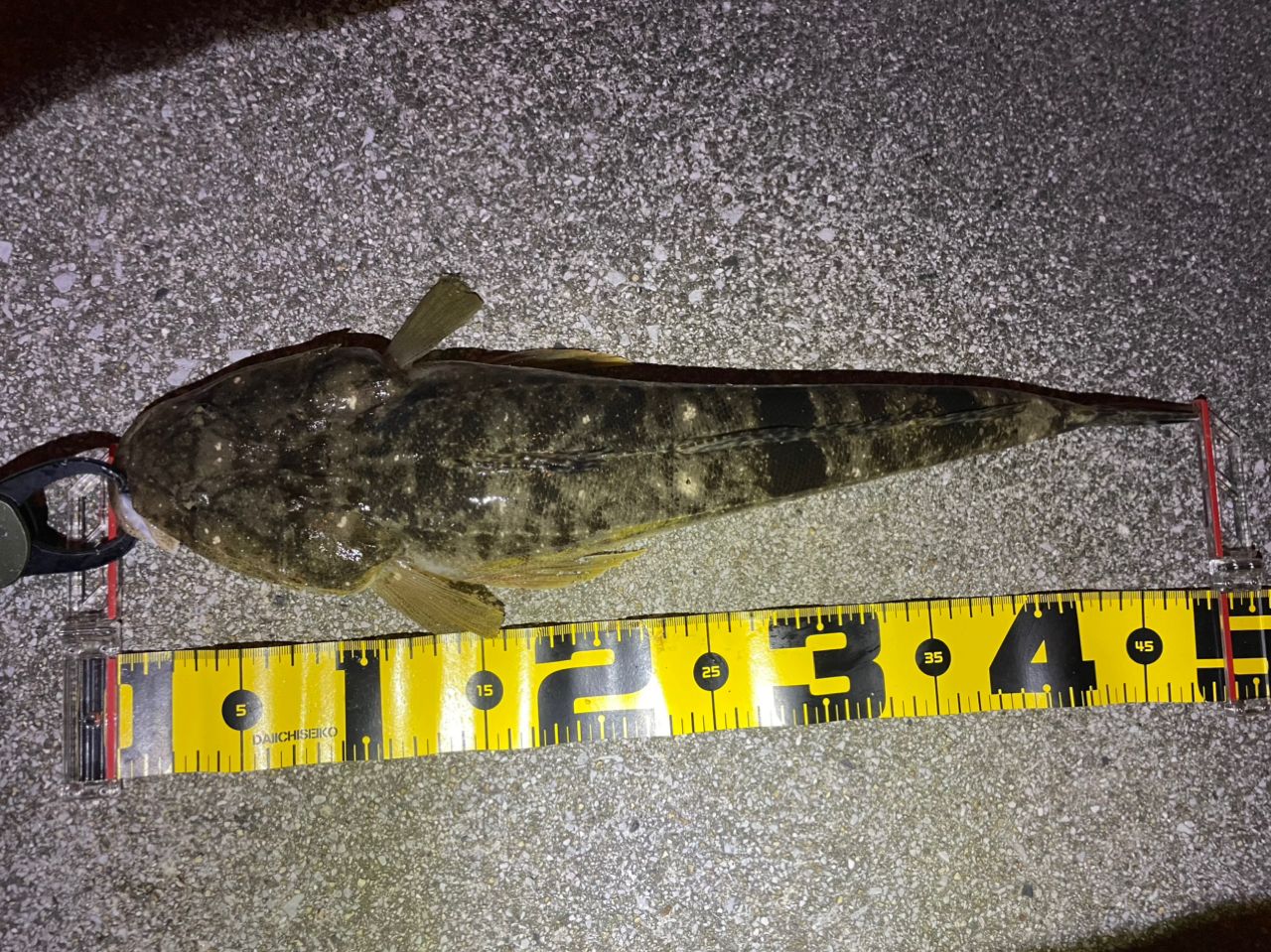 マゴチの釣果写真