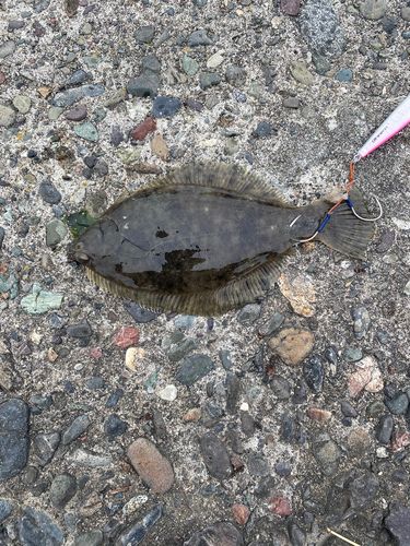 カレイの釣果