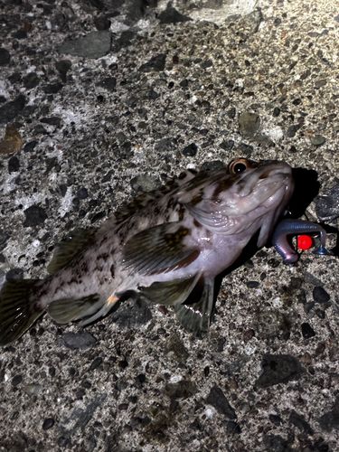 クロソイの釣果