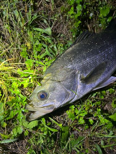 スズキの釣果