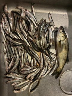セイゴ（マルスズキ）の釣果
