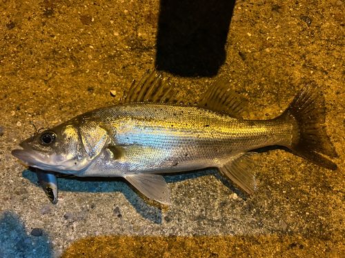 セイゴ（タイリクスズキ）の釣果