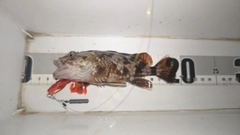 ガシラの釣果