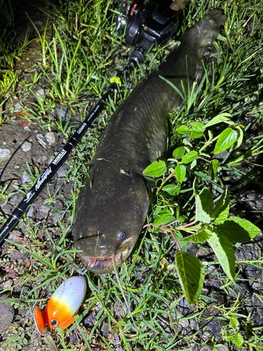 ナマズの釣果