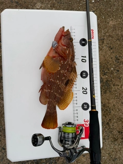 キジハタの釣果