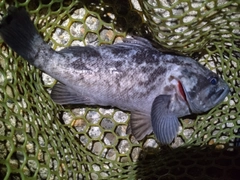 クロソイの釣果