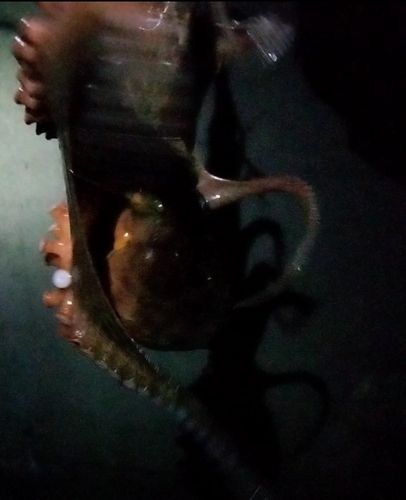 タコの釣果
