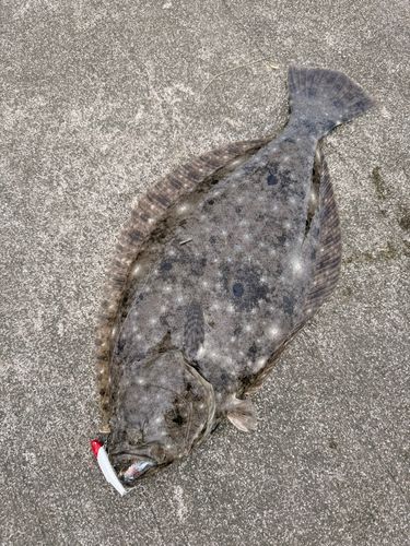 ヒラメの釣果