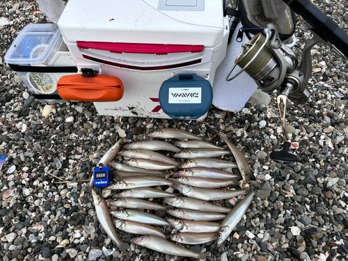 シロギスの釣果